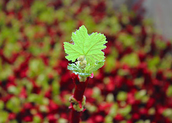 Est-Euro-Vitis